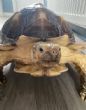 Sulcata : Young approx 6 years old (Brian)